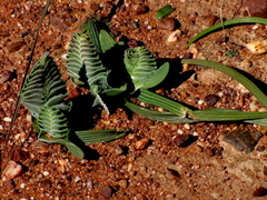Lapeirousia pyramidalis pyramidalis