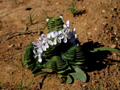 Lapeirousia pyramidalis pyramidalis