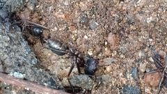 Camponotus angusticollis