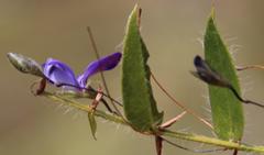 Psoralea monophylla