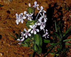 Lapeirousia pyramidalis pyramidalis