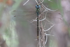 Triacanthagyna caribbea