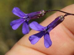 Lobelia tomentosa