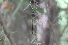 Triacanthagyna caribbea