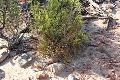 Lobelia tomentosa