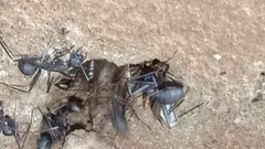 Camponotus angusticollis
