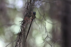 Triacanthagyna caribbea