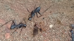 Camponotus angusticollis