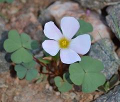 Oxalis psammophila