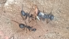 Camponotus angusticollis
