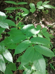 Bursera jerzyi