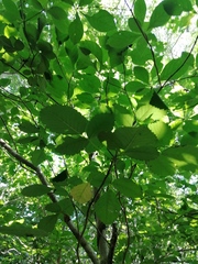 Amphipterygium glaucum