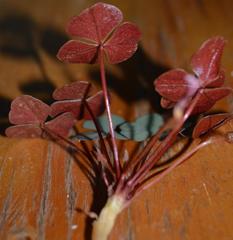 Oxalis psammophila