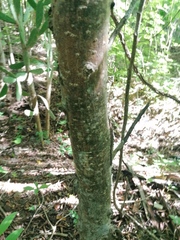 Amphipterygium glaucum