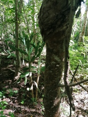 Amphipterygium glaucum