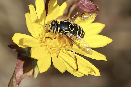 Western Hornet Fly