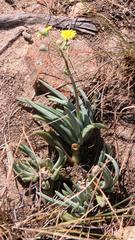 Crassothonna cacalioides