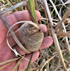 Tenodera superstitiosa