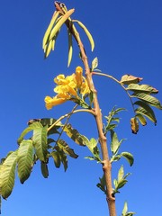Tecoma stans stans