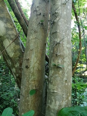 Xylosma horrida