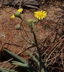 Crassothonna cacalioides