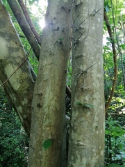 Xylosma horrida