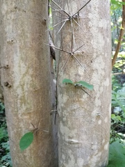 Xylosma horrida