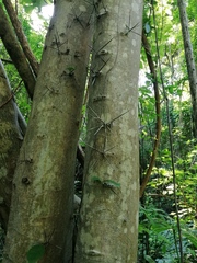 Xylosma horrida