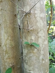 Xylosma horrida