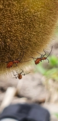 Phthiacnemia picta