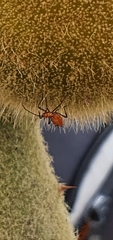 Phthiacnemia picta