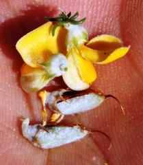 Aspalathus chortophila