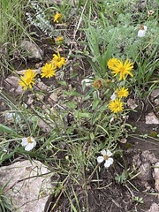 Grindelia scabra