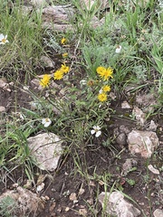Grindelia scabra