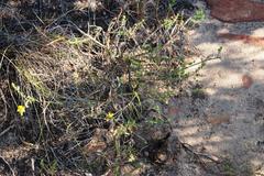 Aspalathus chortophila