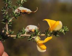 Aspalathus chortophila