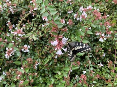 Papilio machaon hippocrates