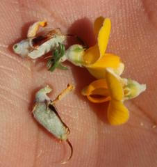 Aspalathus chortophila