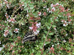Papilio machaon hippocrates