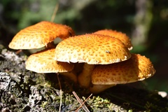 Pholiota