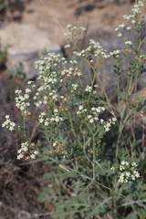 Parthenium confertum