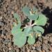 Euphorbia phylloclada - Photo (c) pietermier,  זכויות יוצרים חלקיות (CC BY-NC)