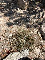 Ivesia santolinoides