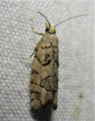 Epinotia subviridis