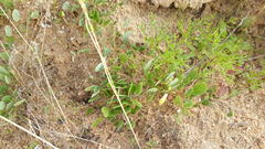 Oxalis monophylla minor