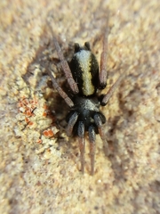Apopyllus suavis