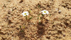 Oxalis monophylla minor