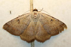 Ctenusa pallida