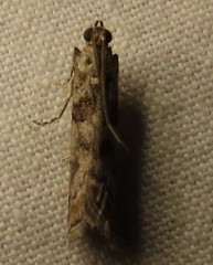Promylea lunigerella