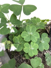 Oxalis triangularis